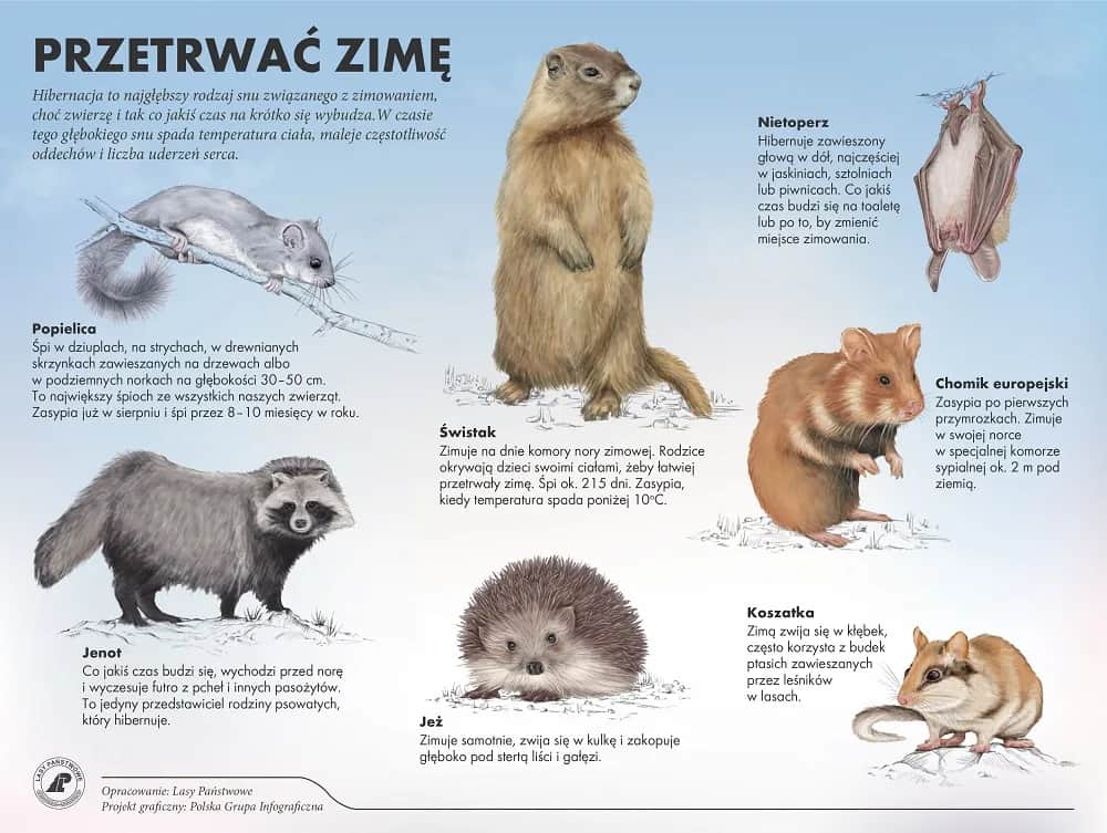 Zimowy sen zwierząt: magiczny świat przedszkolnej przyrody