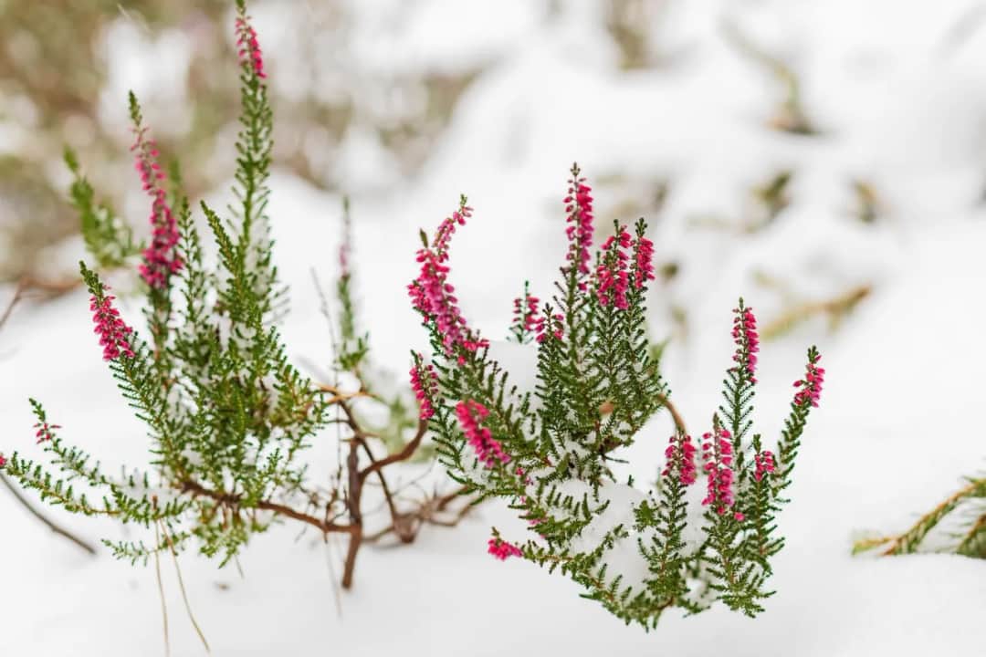 Jakie kwiaty kwitną zimą?
